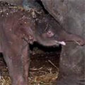 Babymelk voor olifantenbaby
